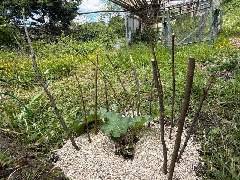 Junge Pflanze im Hochbeet — Frühling im Autonomen Garten Hoole