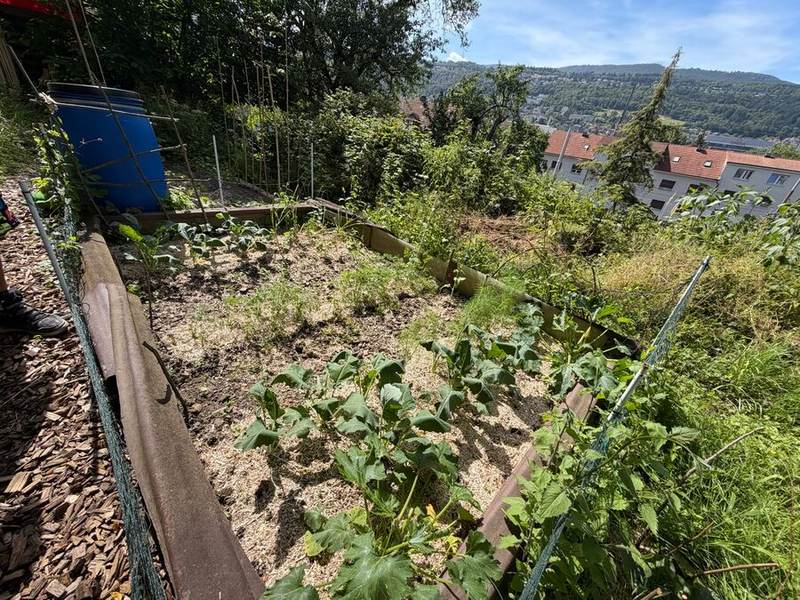 Gemüsebeet mit Setzlingen, Blick auf Biel/Bienne