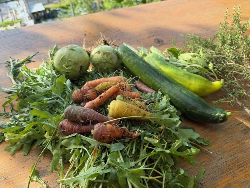 Frisch geerntetes Gemüse aus dem Garten