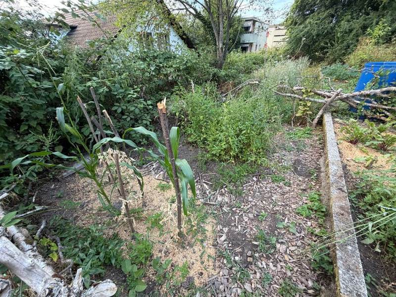 Üppig bewachsenes Beet im Hochsommer