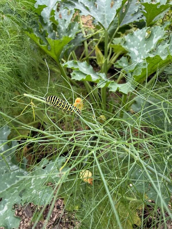 Schwalbenschwanz-Raupe am Fenchel
