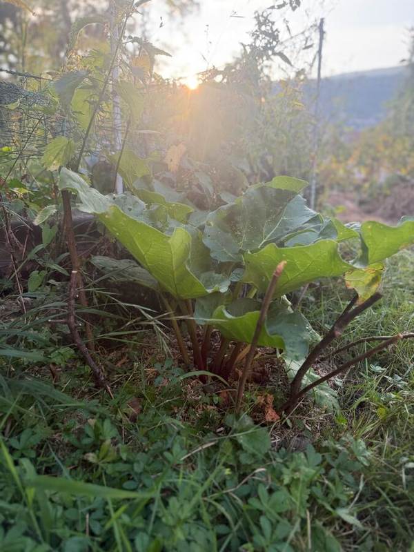 Rhabarberblätter im Abendlicht