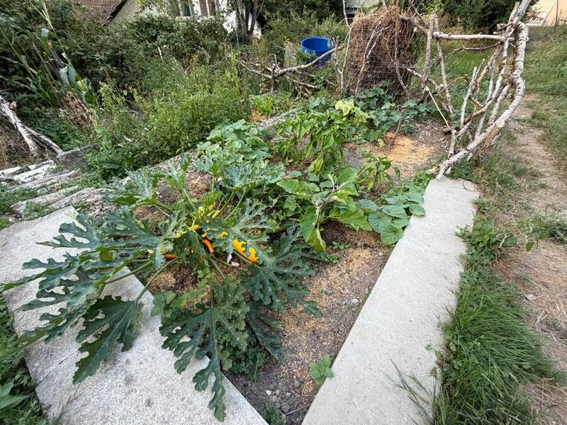 Zucchinibeet mit Betonumrandung