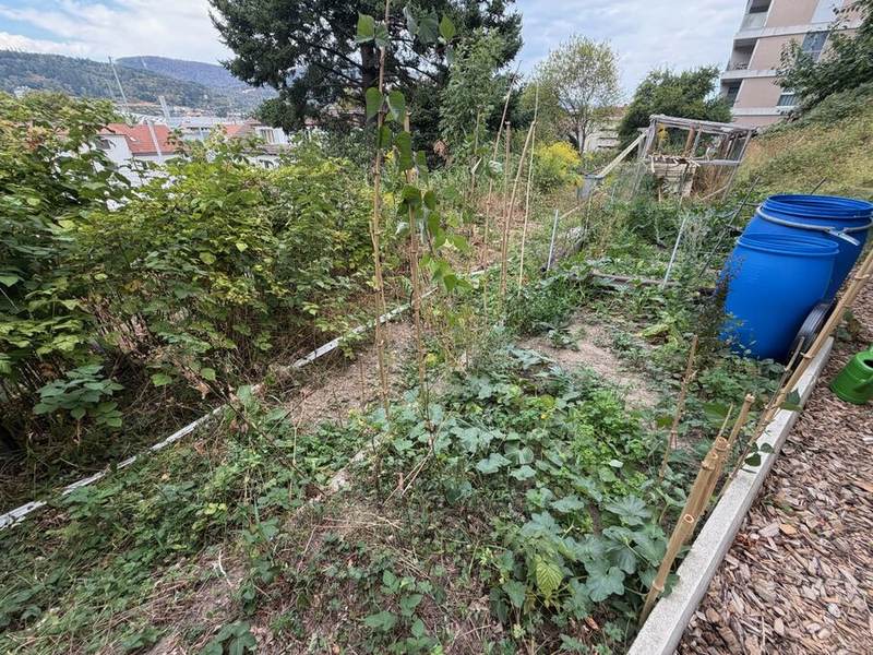 Wildwuchs mit Zucchini- und Kürbispflanzen, Blick über Biel/Bienne