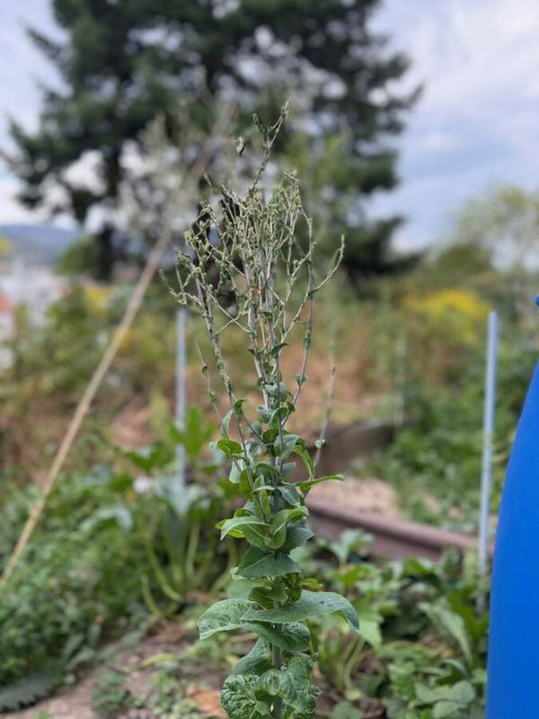 Abendlicht zwischen den Pflanzen im Garten