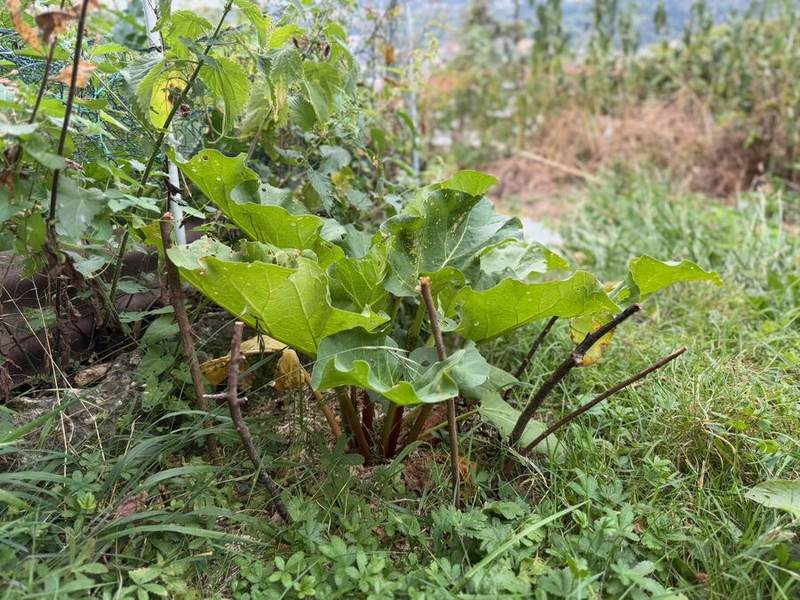 Rhabarber wuchert am Gartenzaun