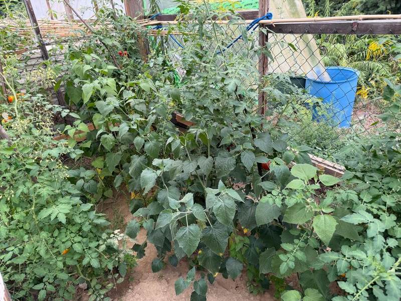 Tomatenpflanzen am Rankgitter