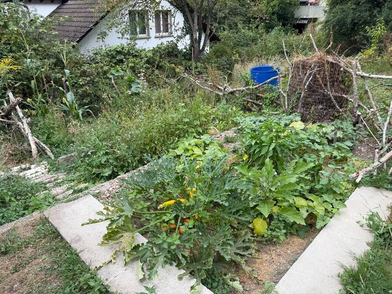 Gartenhütte mit Beeten und Blick auf die Nachbarschaft