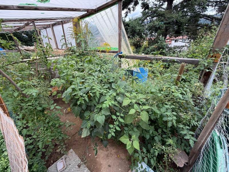 Üppiges Gewächshaus im Spätsommer