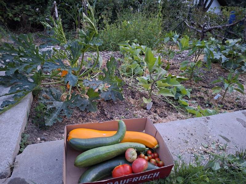Frisch geerntetes Gemüse in der Kiste — Zucchini, Tomaten und mehr