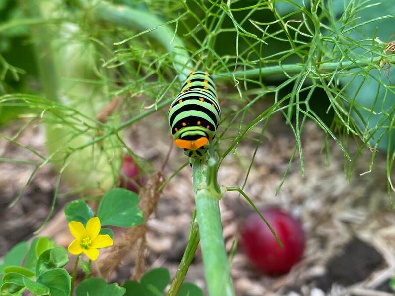Schwalbenschwanz-Raupe an Fenchel mit Blüten